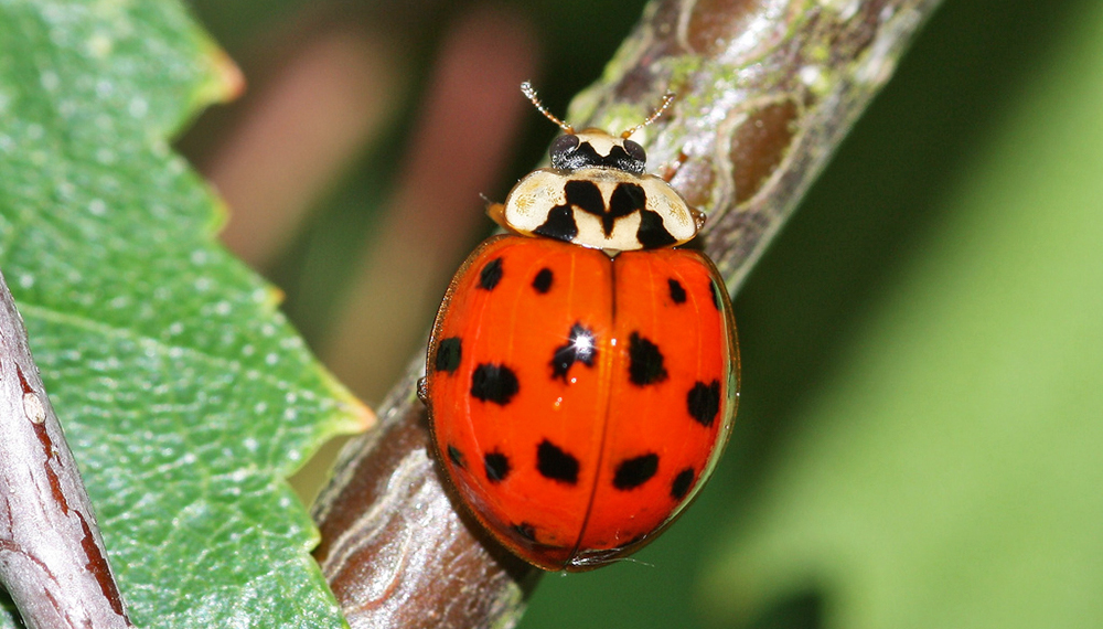 Curso Actualidad en el Derecho Animal